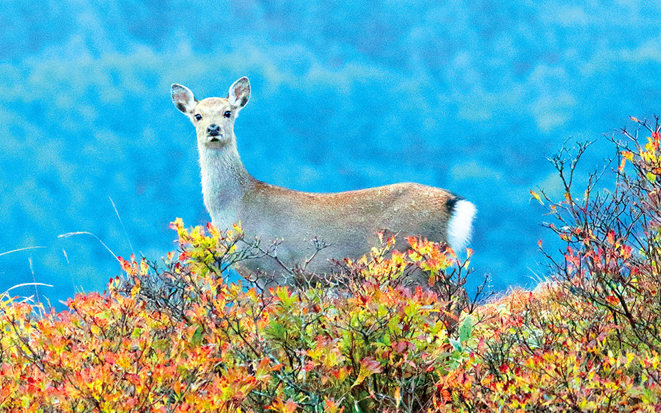 行ってみた！ 聞いてみた！<br>野生動物との衝突防止対策