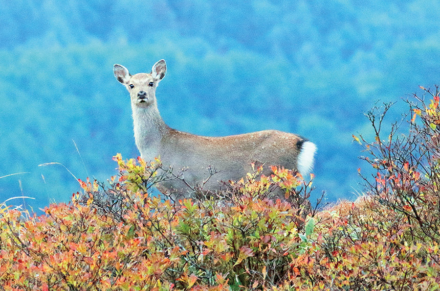 行ってみた！ 聞いてみた！<br>野生動物との衝突防止対策